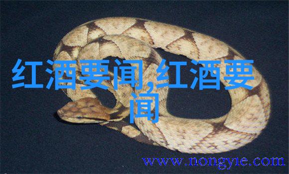 动感波浪音乐风格中的猫咪名字汇总