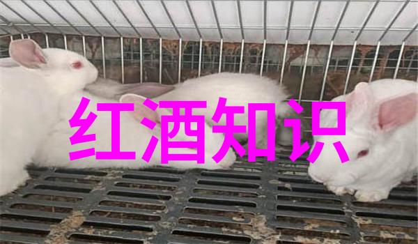 在默尔索产区世界葡萄酒排名占据了人物心中的重要位置