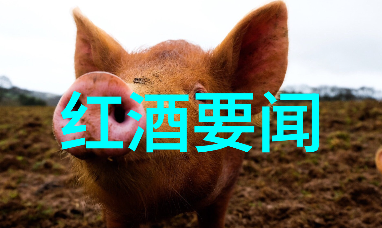 法国葡萄酒的五大产区醉心于香槟与波尔多的土地之旅