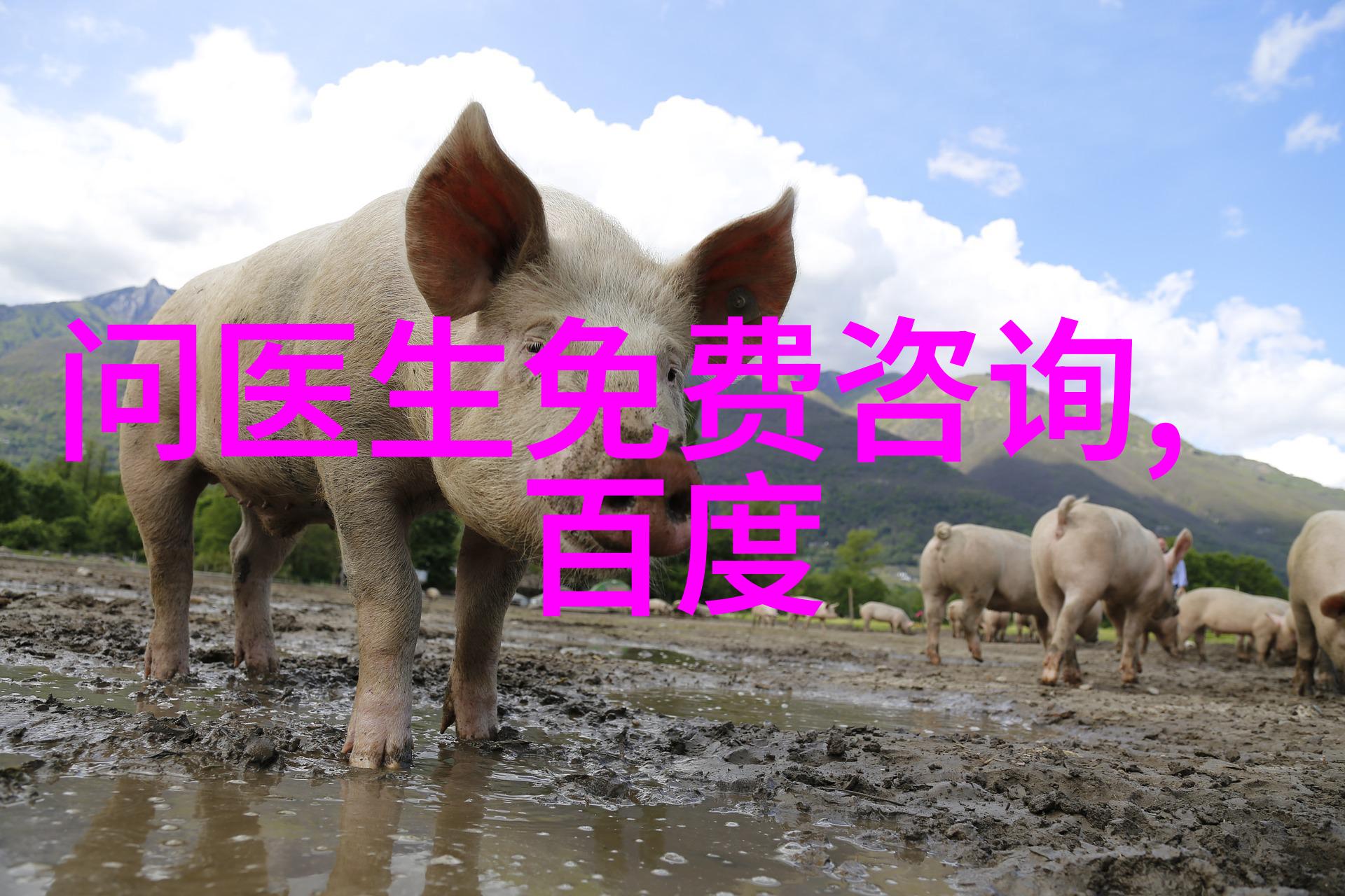 梦幻庄园现状我家的后花园现在怎么样
