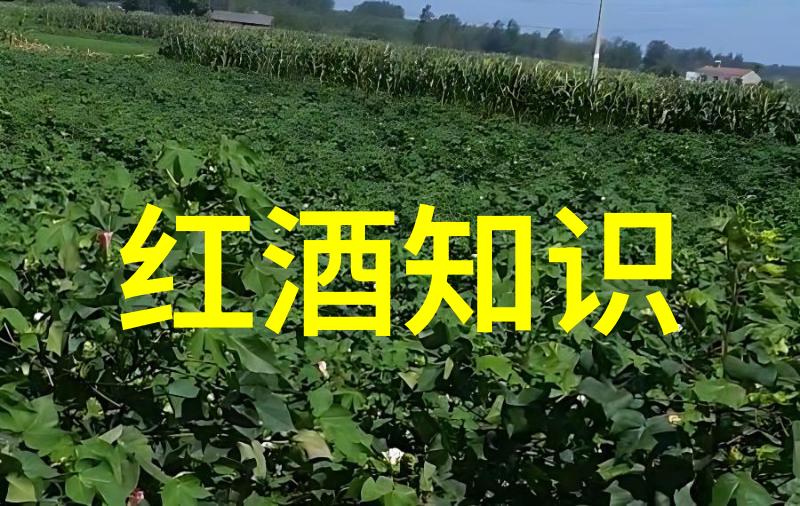 酒水文化-探秘朗姆酒如何正确品鉴与搭配