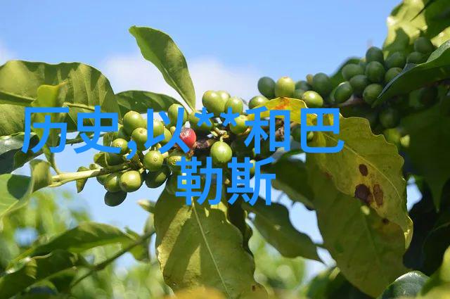 玉米品种概述切萨内赛Cesanese