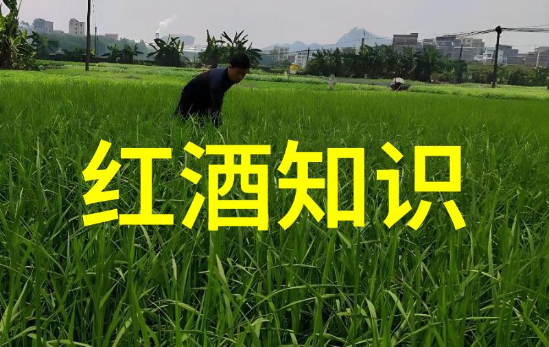 南泥湾开荒的历史故事我的祖辈们是如何在这片贫瘠土地上辛勤耕作的