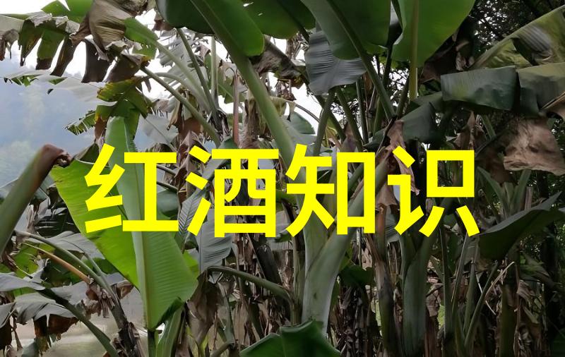 可以用什么样的线条和颜色来增强卡通人物的可爱感