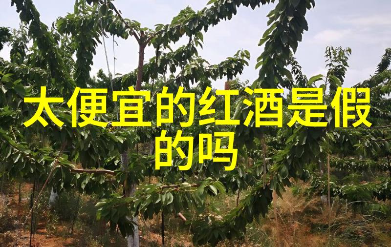 上海豪宅云端别墅的天空之巢