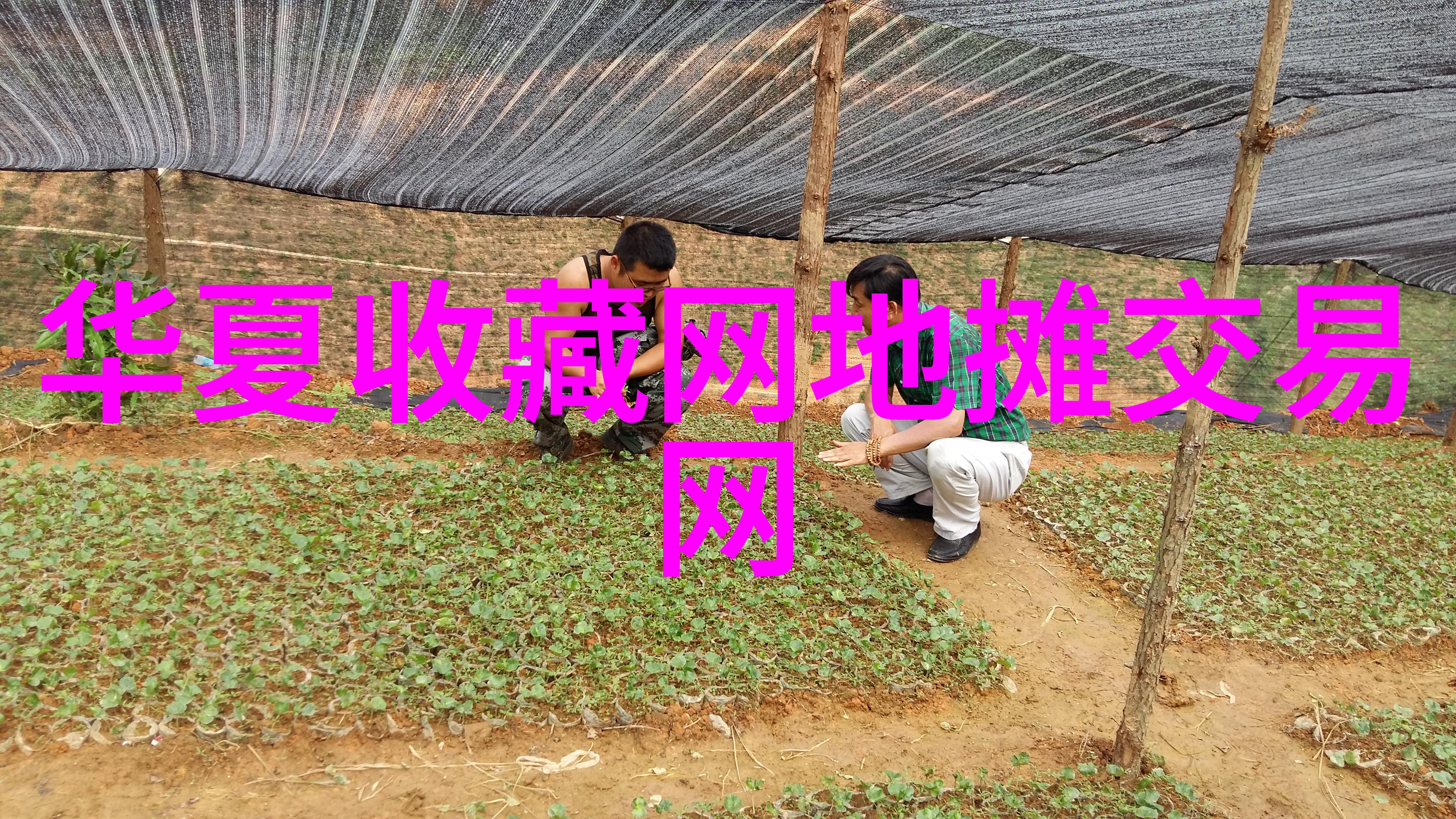 追踪稀缺货币揭秘现在收藏哪些纸币升值空间最大