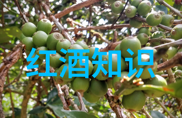玉米图片真实照片田间采摘的鲜艳玉米