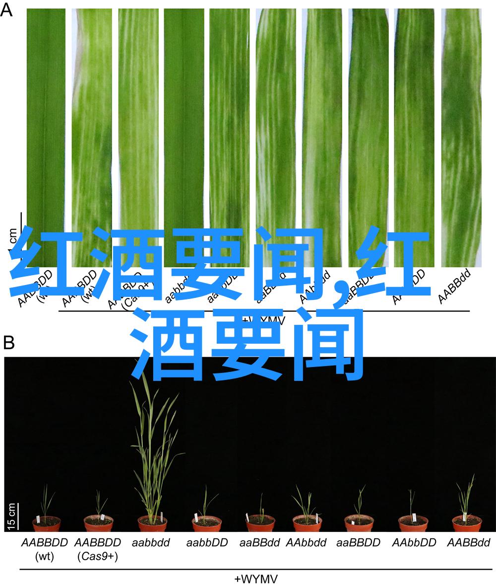 玫瑰花有多少品种-绚烂的玫瑰世界探索各种颜色的奇迹