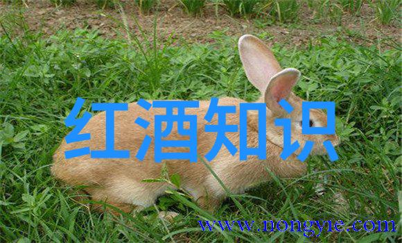 美国十大庄园豪宅这些神秘巨邸背后隐藏着什么