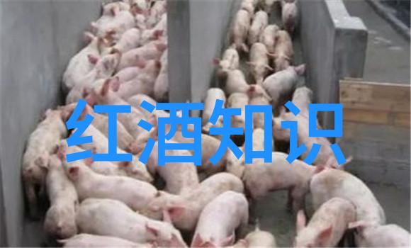 主题我来带你一窥法国红葡萄酒的神秘面纱品酒之旅揭秘那些隐藏在香槟田间的小小王子们