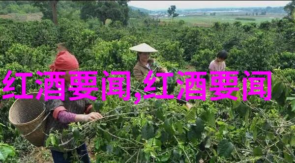 农村烧柴火酿酒设备铸就卡农嘉芙丽酒庄传奇Chateau Canon la Gaffeliere -