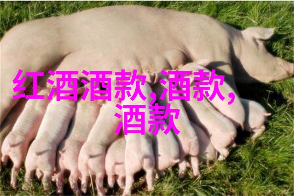 红酒漫游法国葡萄酒品种的幽默探秘