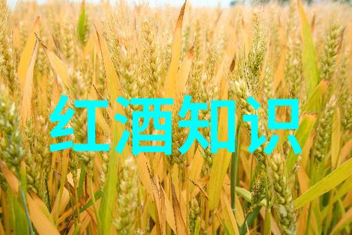 法国葡萄酒历史文化品味千年的酿造秘密