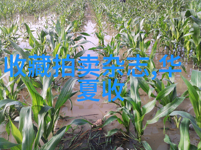 问卷调查赚钱秘籍一天轻松拿100元的方法大揭秘
