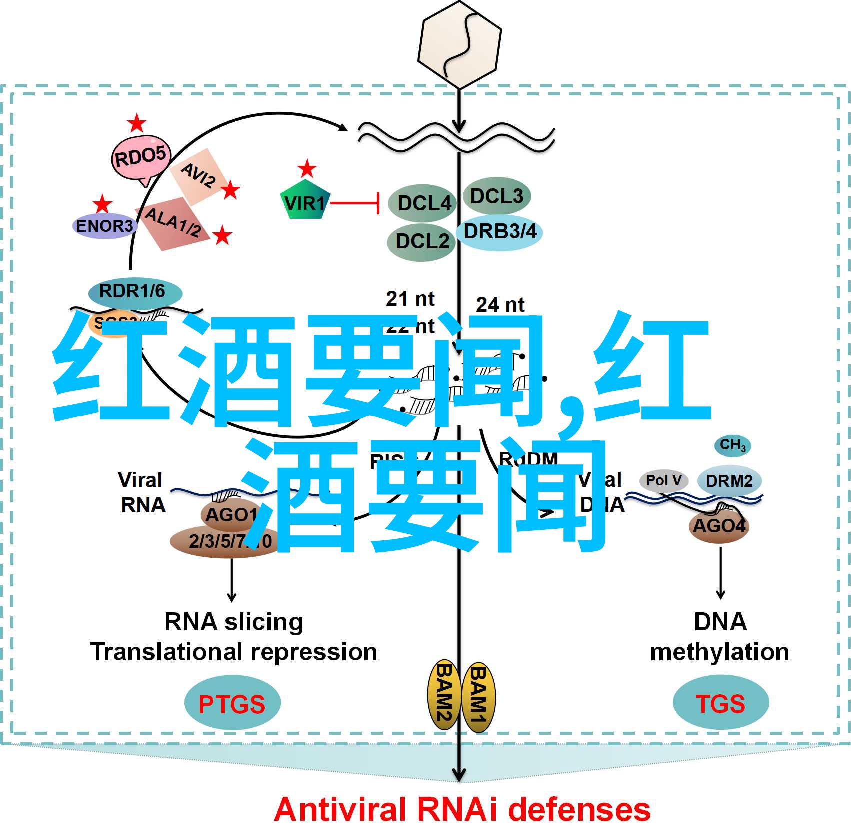 揭秘巨玫瑰葡萄免费答案网站带你探索这款超美味水果的独特魅力