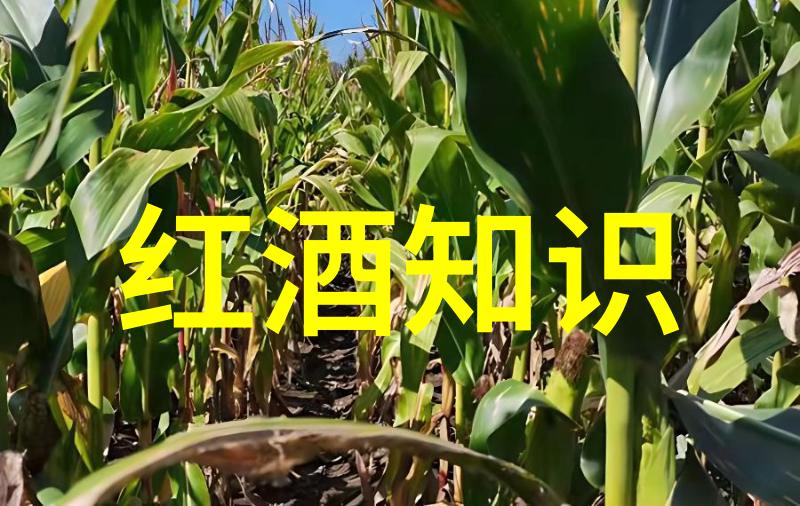 古董价格暴涨揭秘那些曾经只值几分钱的今朝贵族