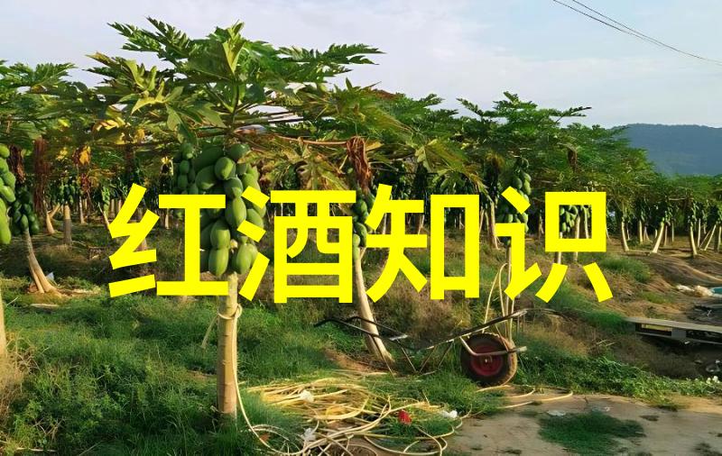 百度答题拍照挑战智慧解锁生活中的每一个瞬间