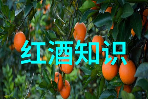红酒情怀心灵的醇香与美好回忆