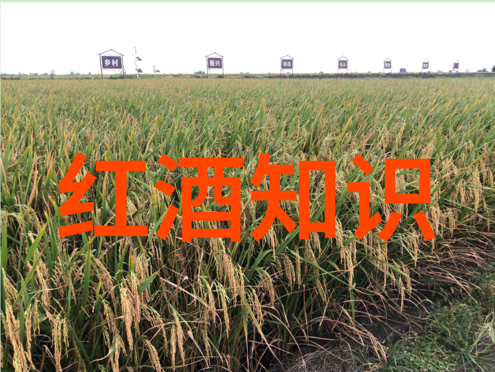 农村烧柴火酿酒设备下的莱托里酒庄燃烧传统醉心乡间