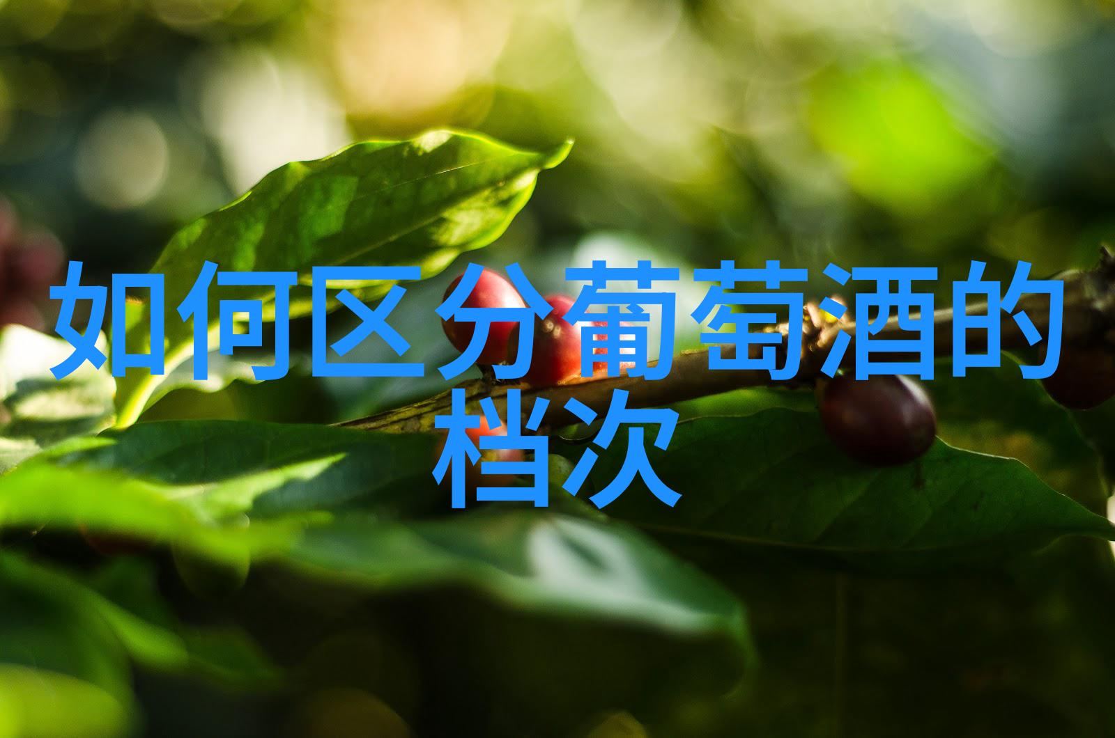 暗网知识问答揭秘那些隐藏的答案