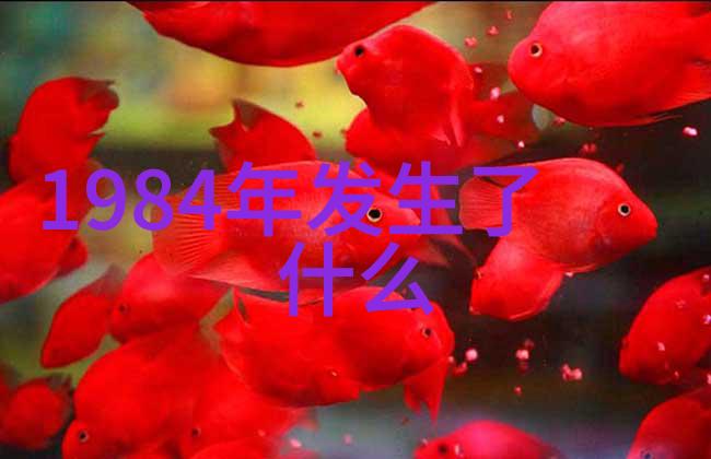 玉米的丰富多样探索不同品种的魅力与特点