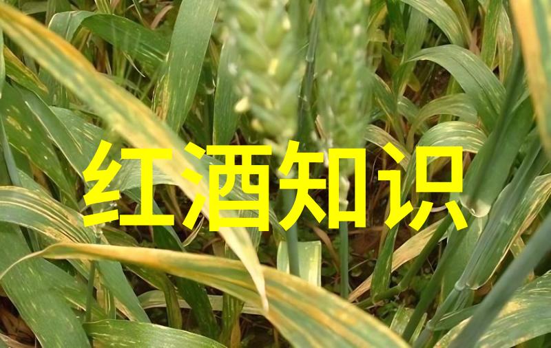 红色印章的收藏探索第五套人民币背后的故事与价值