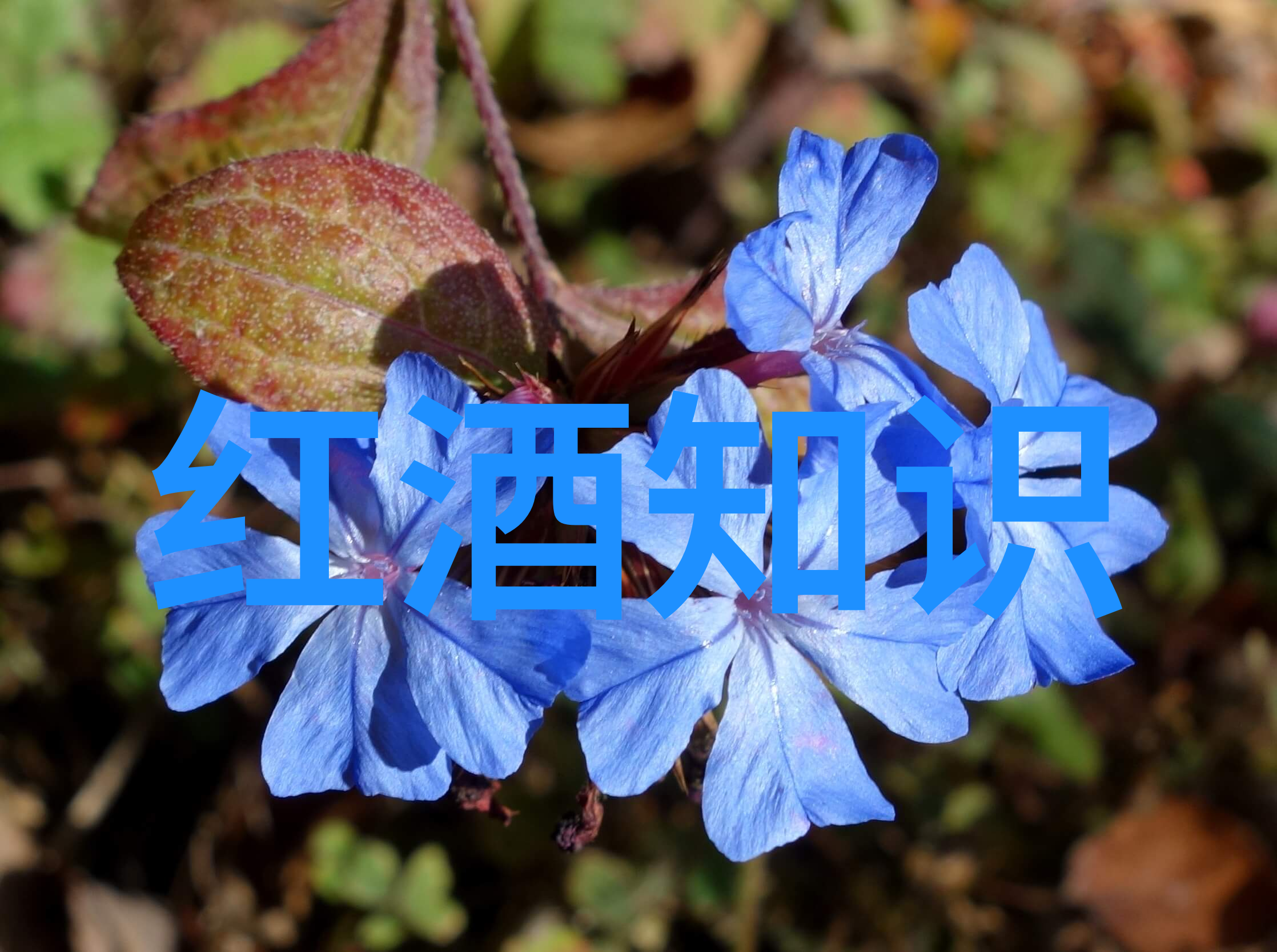 冰河时期后遗症现代社会如何应对冷却趋势