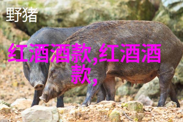 玫瑰花的品种-探秘千姿百态世界上最美丽的玫瑰花品种