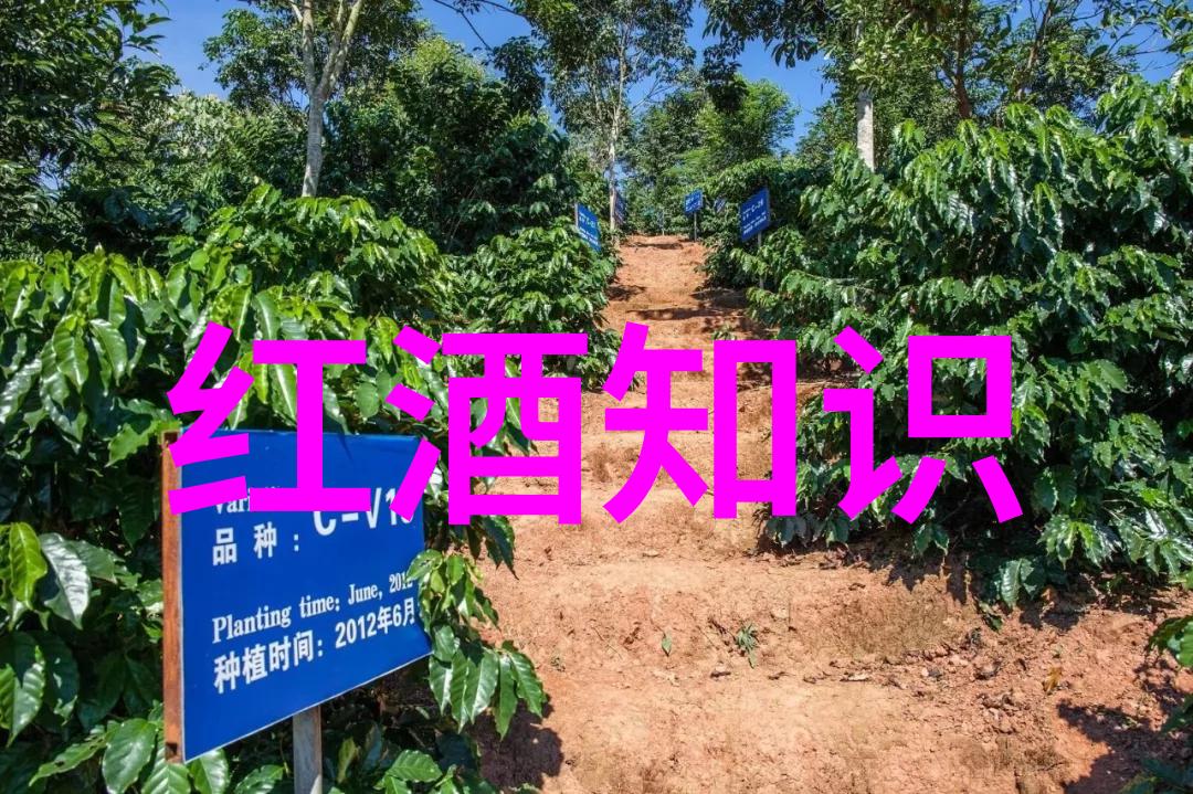 红酒文化脚踏风味直入葡萄酒品鉴盛宴