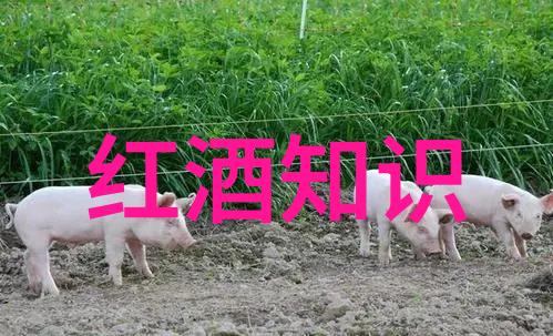 稳健增长揭秘那些收益双丰收的基金选择