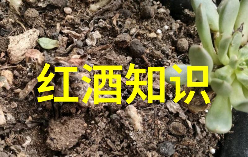 全球玫瑰盛宴探索各种花色与摄影艺术的美妙结合