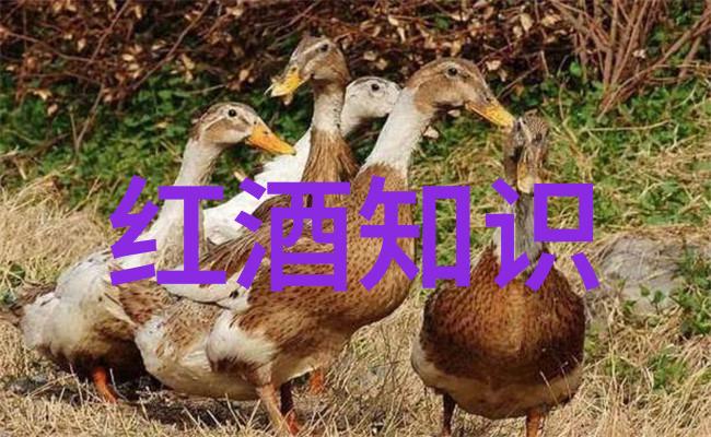 HULUWA葫芦娃黄旧版本我还记得那些破旧的葫芦娃故事