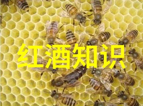 周边一日游探秘寻宝路线与热门景点推荐
