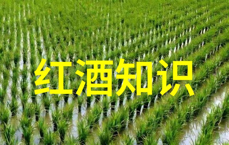 鸡尾酒盛宴Decanter醇鉴2023葡萄酒大赛揭晓7款意大利酒获奖入选