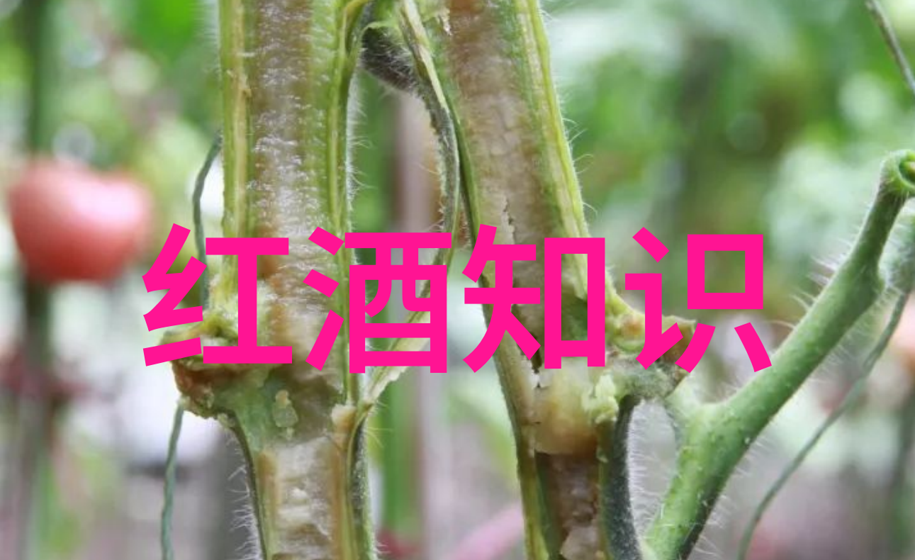 医生心间免费咨询的温暖之门