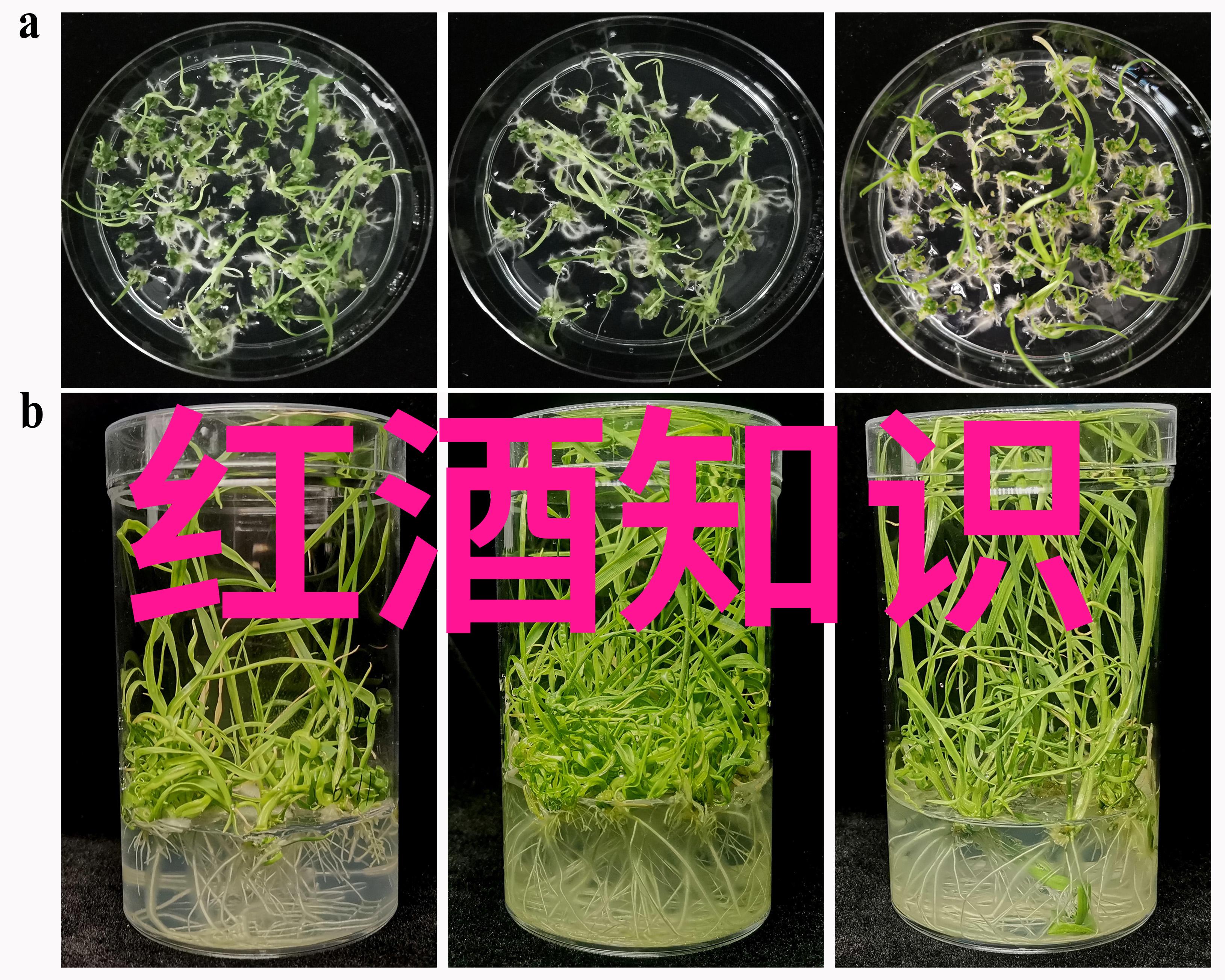 探索法国葡萄酒之冠十大著名产区的美味篇章