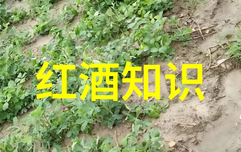 历史的长河诠释古代朝代的诗韵与情怀
