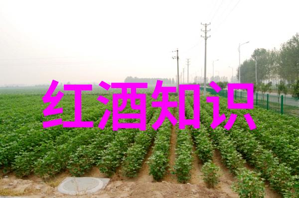 波尔多红酒价格表大全深度解析各类波尔多葡萄酒的市场价格
