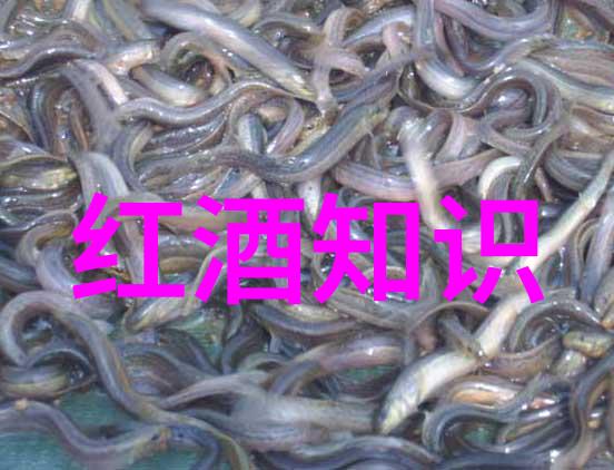 从红到粉从白到黄了解各种玫瑰颜色的秘密