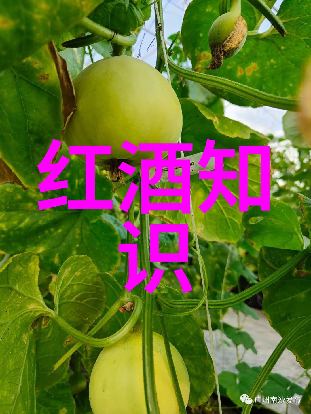 如何看懂红酒标签亲自学的那些事儿