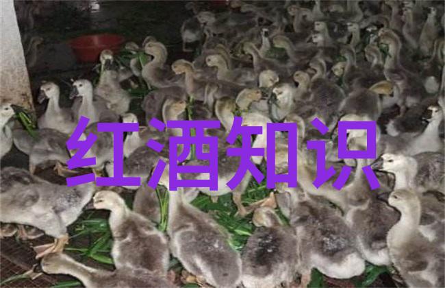 穿越时空的历史云雾探索历史天空中的秘密与变迁