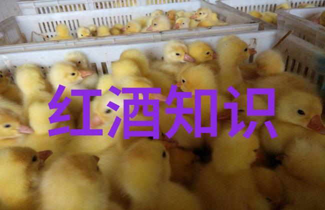 旧红酒的生产工艺传统与创新