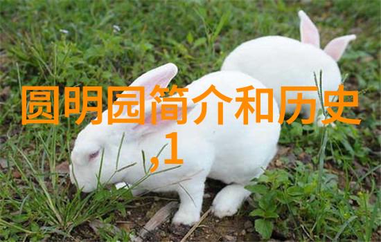 美国西北部的玉米金色甜蜜之王康科德小麦玉米