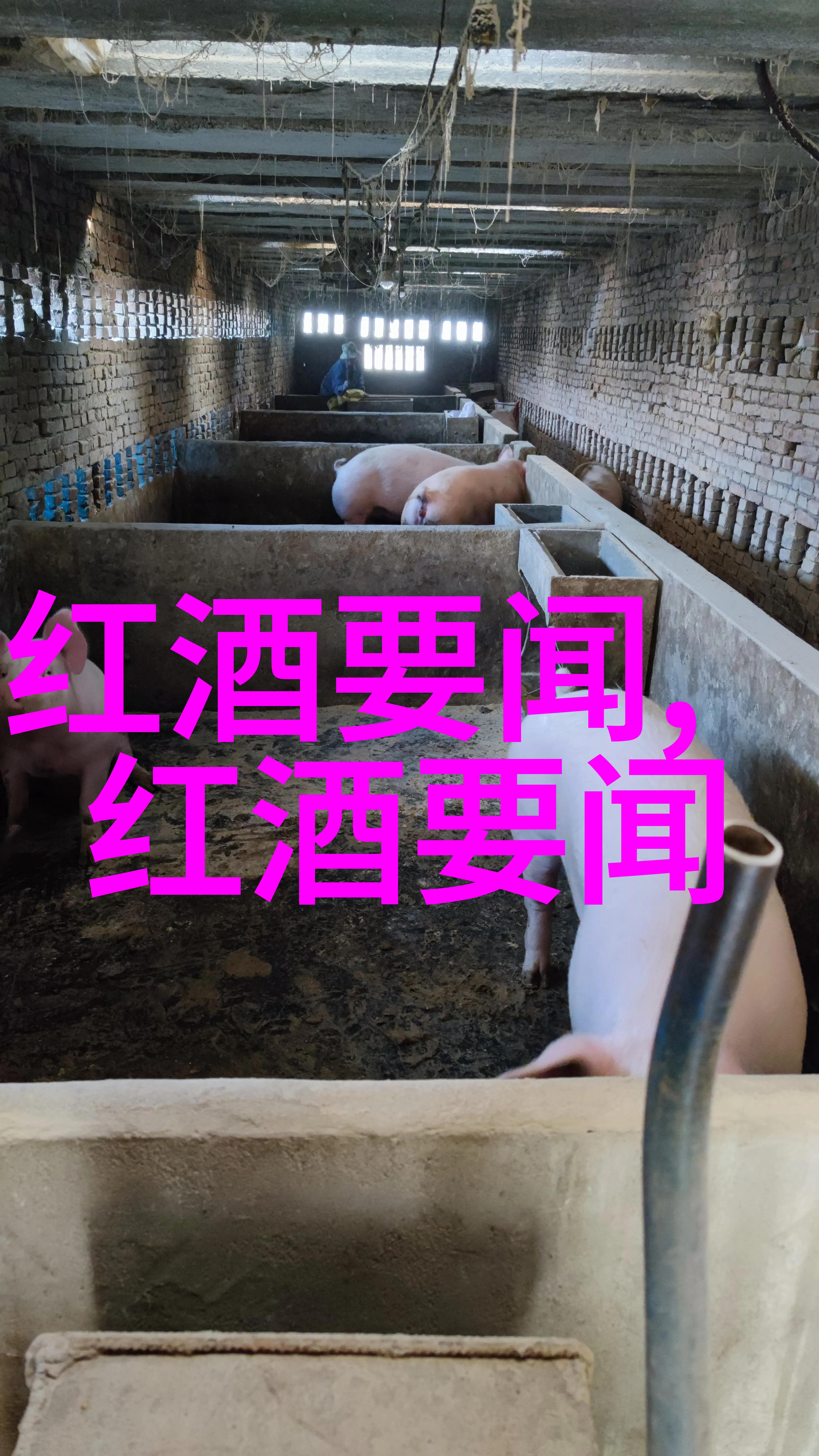 狼的品种中用康科德葡萄酿造的葡萄酒又是何等醇香