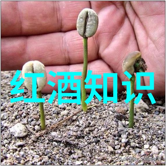 辛亥革命的历史意义与葡萄酒品牌力量Yellow Tail和Casillero del Diablo并