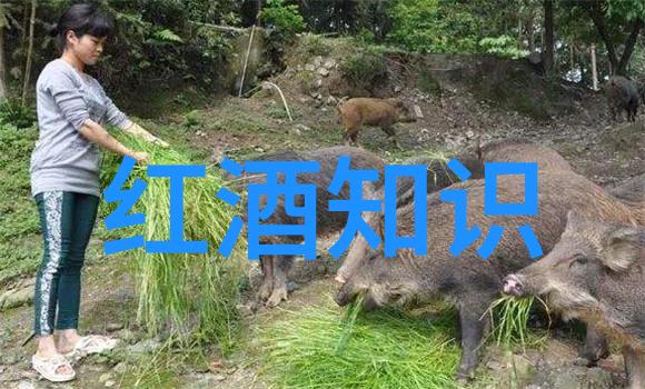 梦幻庄园时光静好的秘密花园