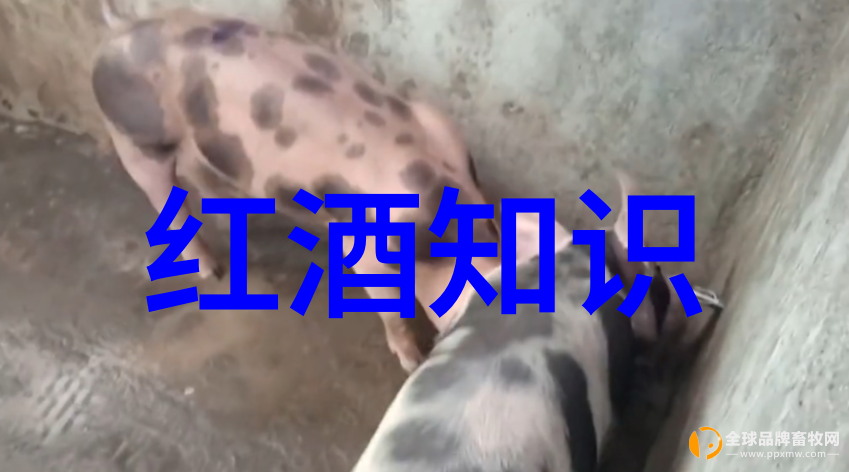 黑夜中的收藏未知文件夹的秘密