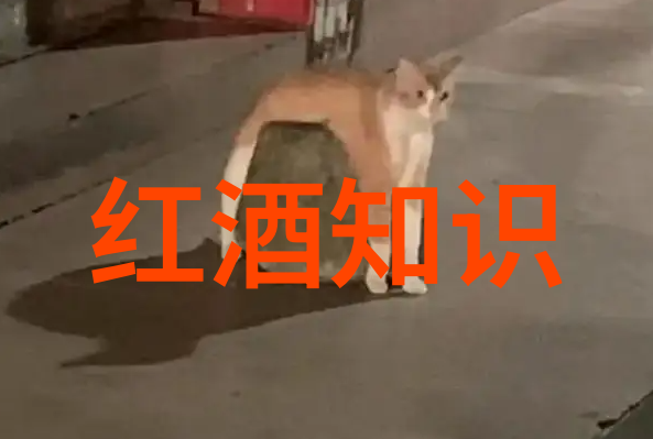 个券型基金vs交易所交易基金哪种更适合你