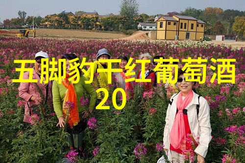 主题我看过的那些中国vs巴西世界杯的精彩瞬间