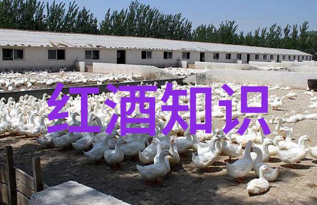 红场对决中华龙与巴西之星的世界足球盛宴
